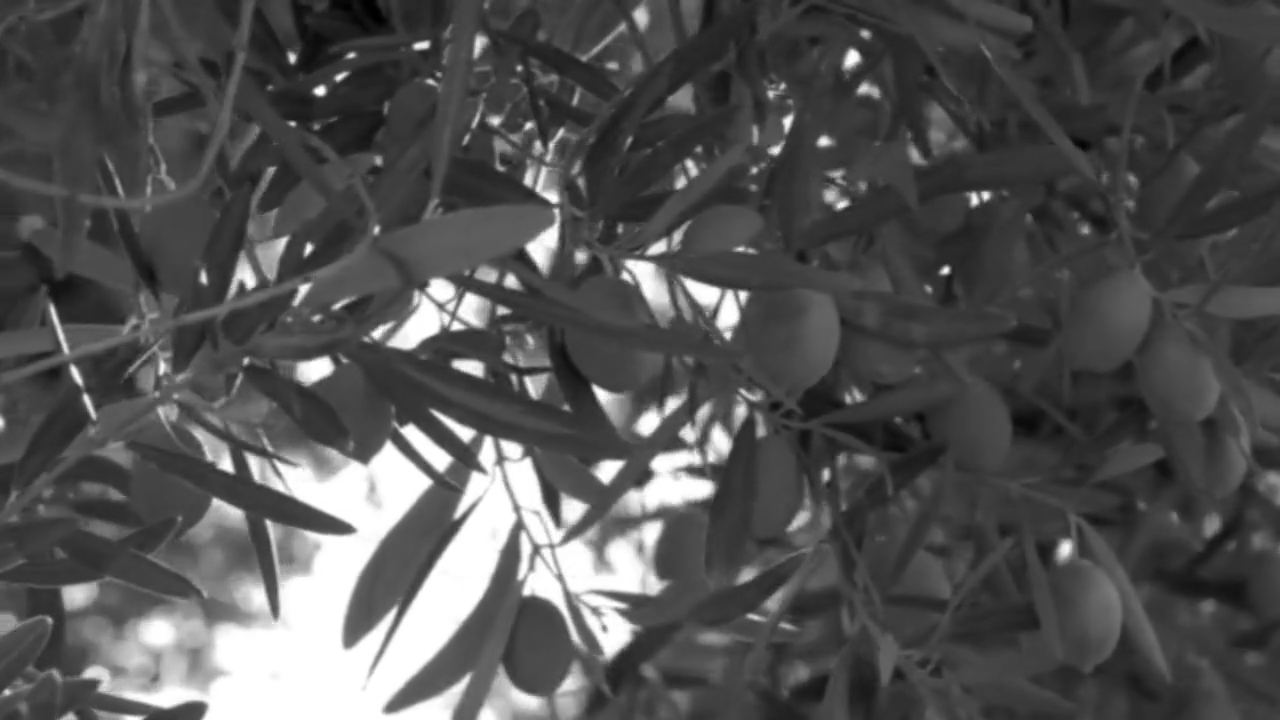 Why does Corfu have so many olive trees?