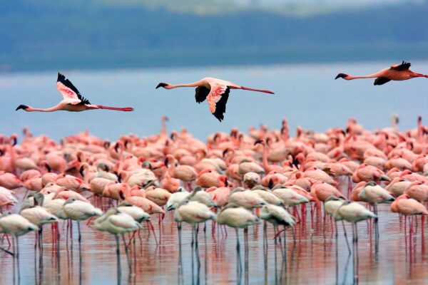 flamingos-lake-korission